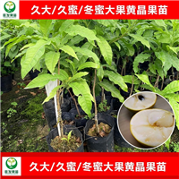 惠州大果黄晶果苗