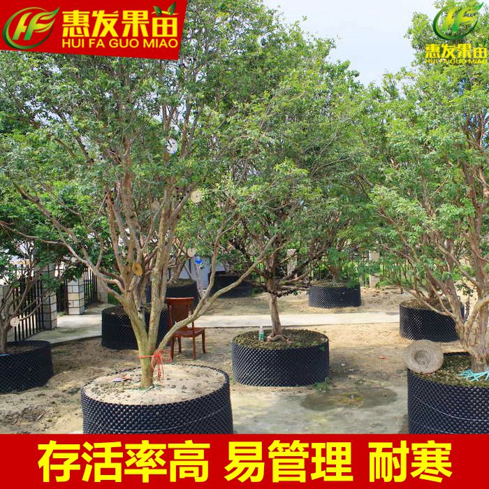 惠州树葡萄苗，惠州嘉宝果苗，批发嘉宝果苗 