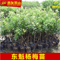 广东杨梅苗价格，广东杨梅苗，广东果苗 