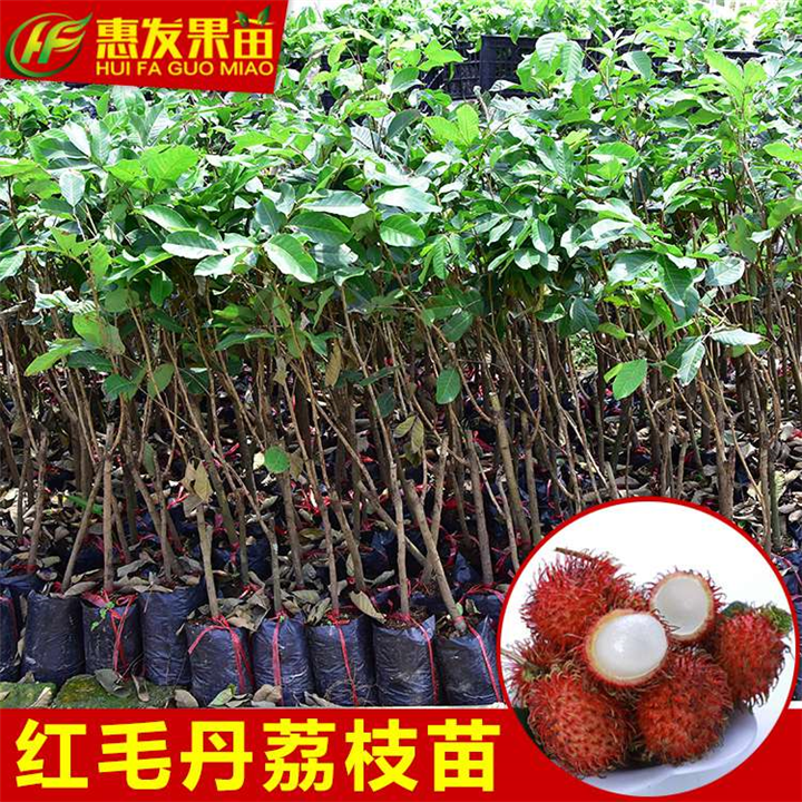 广州红毛丹荔枝苗，增城红毛丹荔枝苗，增城果苗 