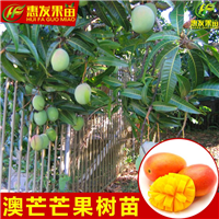 广东澳芒果苗，惠州澳芒果苗，淡水澳芒果苗 
