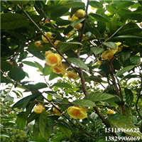**茶苗，惠州**茶苗，广东**茶苗 