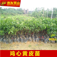 惠州鸡心黄皮苗，惠州黄皮苗，惠州果苗 