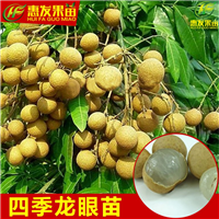 广东四季龙眼苗价格，广东四季龙眼苗基地 