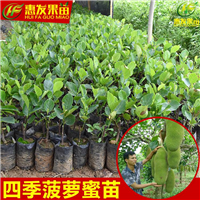 惠州四季菠萝蜜苗，惠州菠萝蜜苗基地 
