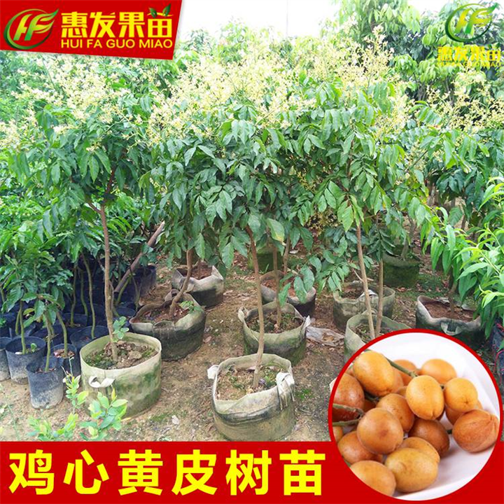 淡水鸡心黄皮苗，淡水黄皮苗，淡水果苗 