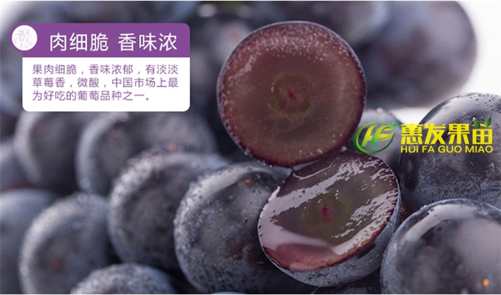 广东果苗，广东葡萄苗，广东巨锋葡萄苗 