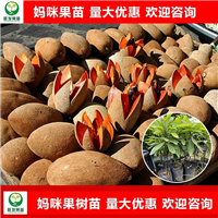 东莞妈咪果苗