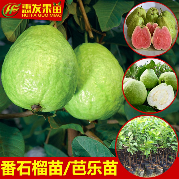深圳红心番石榴苗，深圳番石榴苗，深圳果树苗 