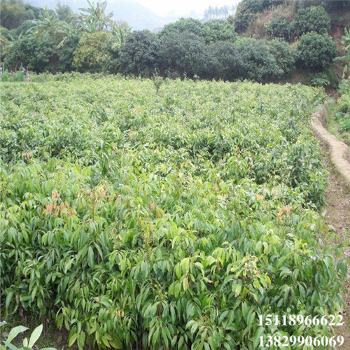 广东桂味荔枝苗基地，广东桂味荔枝苗价格 