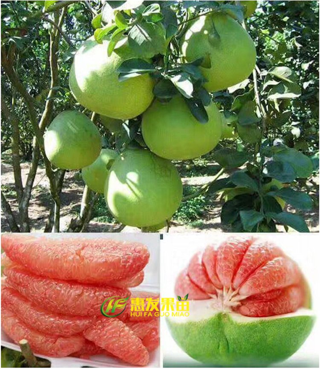 惠州四季青皮红心柚子苗，淡水四季青皮红心柚子苗 