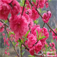 广东桃花苗批发、广东桃花苗、广东果苗 