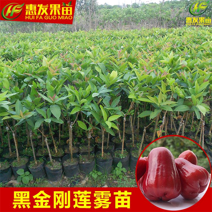 广东黑金钢莲雾苗，广东台湾莲雾苗，广东莲雾苗 