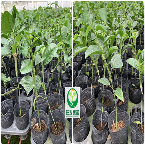 惠州香蜜百香果苗