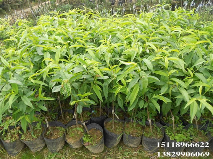 批发水蜜桃苗、惠州水蜜桃苗、广东水蜜桃苗 