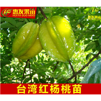 大亚湾果苗，大亚湾杨桃苗批发 