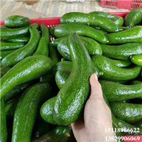 广东青瓜牛油果苗，广东果苗，惠州果苗 