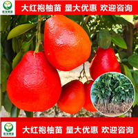 东莞大红袍柚苗