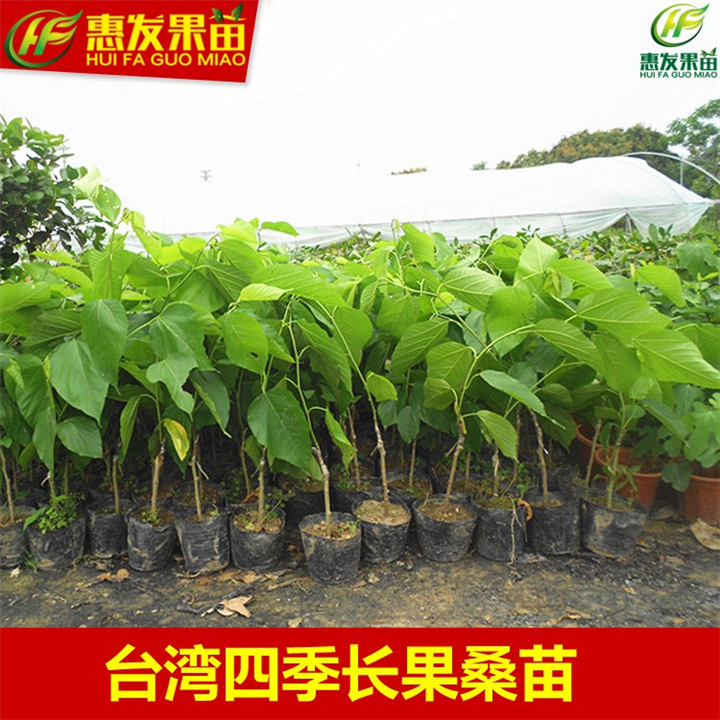 惠州四季长果桑苗，惠州长果桑苗，惠州果桑苗 