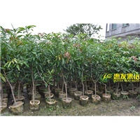 广东桂七青皮芒果苗，广东桂七芒果苗，广东果树苗 