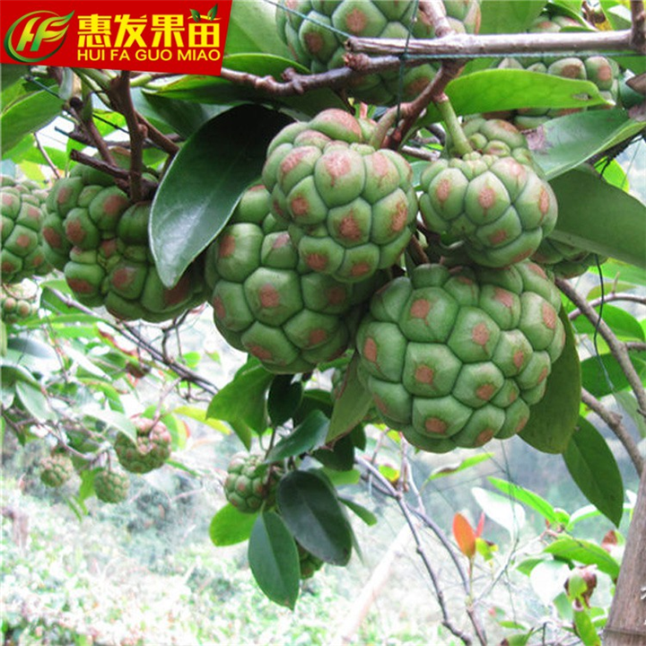 淡水果苗场@淡水老虎果苗批发 