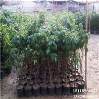 广东荔枝苗，惠州荔枝苗，淡水荔枝苗 