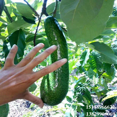 惠州青瓜牛油果苗，淡水牛油果苗，广东牛油果苗 