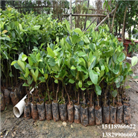 增城红肉菠萝蜜苗，增城菠萝蜜苗，增城果苗批发 