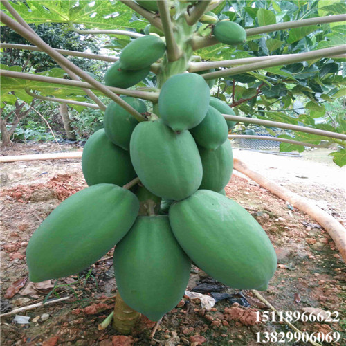 红妃木瓜苗，台湾木瓜苗，广东木瓜苗 