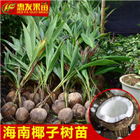广东海南椰子苗基地，大亚湾果苗 