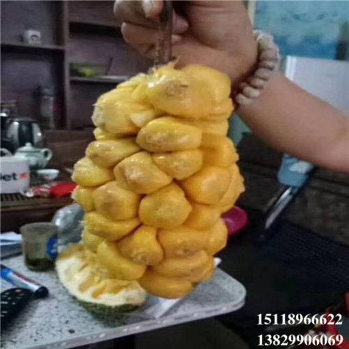 大亚湾榴莲菠萝蜜苗，大亚湾菠萝蜜苗，大亚湾果树苗 