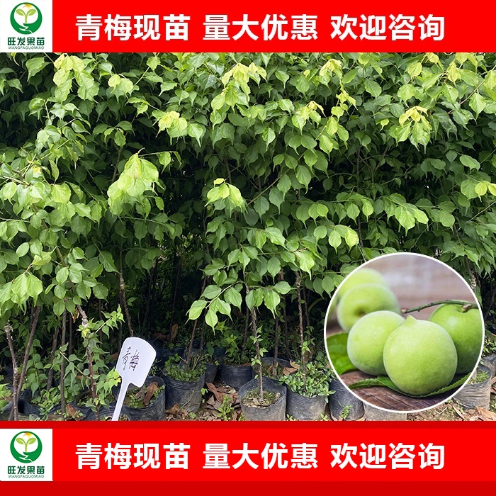 广东青梅苗