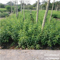 淡水桃花苗，大亚湾桃花苗，广东果苗 