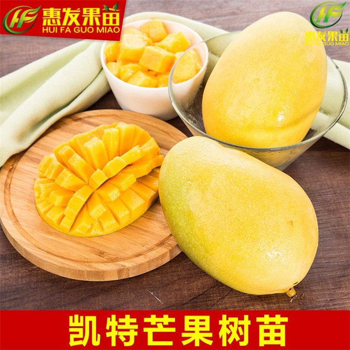 惠州凯特芒果苗基地，惠州批发凯特芒果苗 