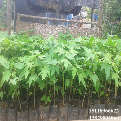 广东红妃木瓜苗基地，广东红妃木瓜苗 