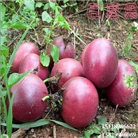 增城紫香百香果苗，增城百香果苗，增城果树苗 