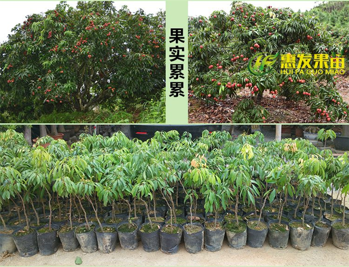 广东无核荔枝苗价格，广东批发无核荔枝苗 