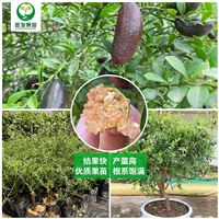 手指柠檬苗