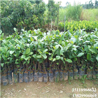 惠州榴莲菠萝蜜苗，惠州菠萝蜜苗，惠州果树苗 