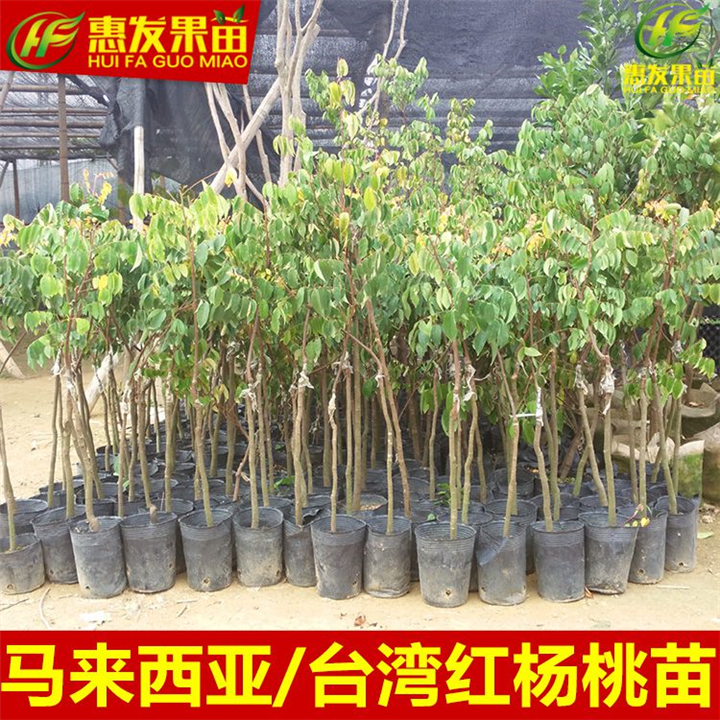 惠州杨桃苗价格，惠州杨桃苗，广东杨桃苗 