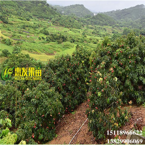 惠州无核荔枝苗基地，惠州无核荔枝苗价格 