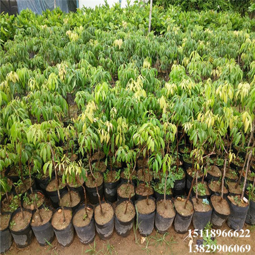 淡水无核荔枝苗，大亚湾无核荔枝苗 