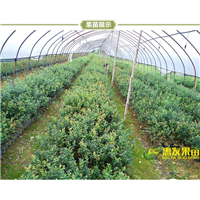 广东蓝莓苗，淡水蓝莓苗，大亚湾蓝莓苗 