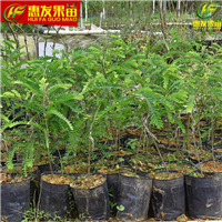 大亚湾油甘果苗，大亚湾果苗场 