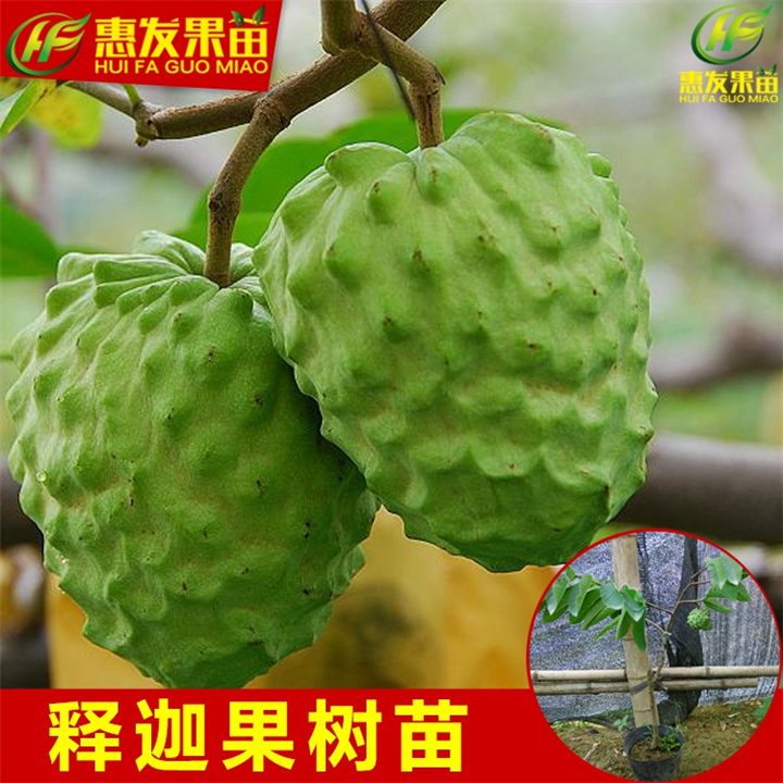 大亚湾凤梨释迦苗，大亚湾番鬼荔枝苗，大亚湾果树苗 