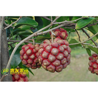 大亚湾老虎果苗，大亚湾果苗批发 
