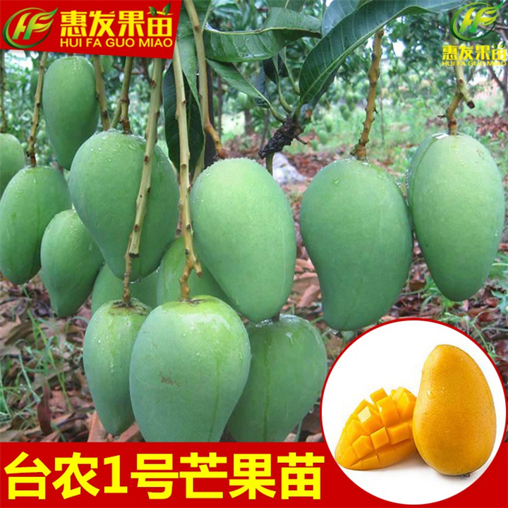 增城台农一号芒果苗，增城芒果苗，增城果苗 