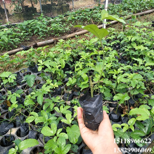 淡水台农1号百香果苗，淡水百香果苗，淡水果苗 