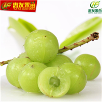 广东油甘果苗，惠州油甘果苗，惠州油甘果苗 