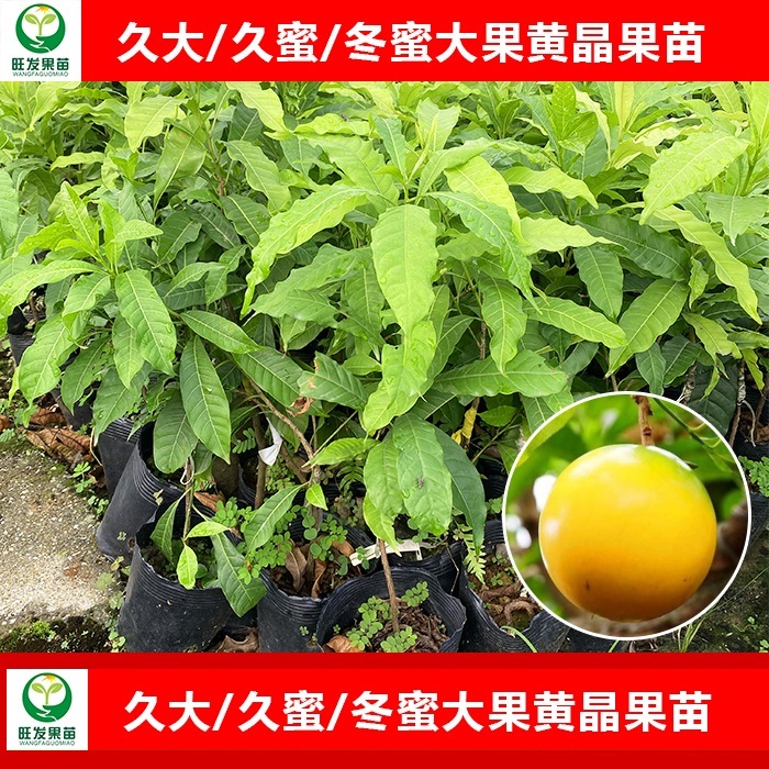大果黄晶果苗